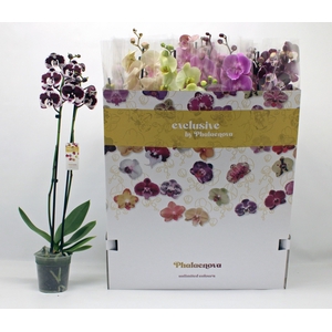 PHAL GEM 10 KL