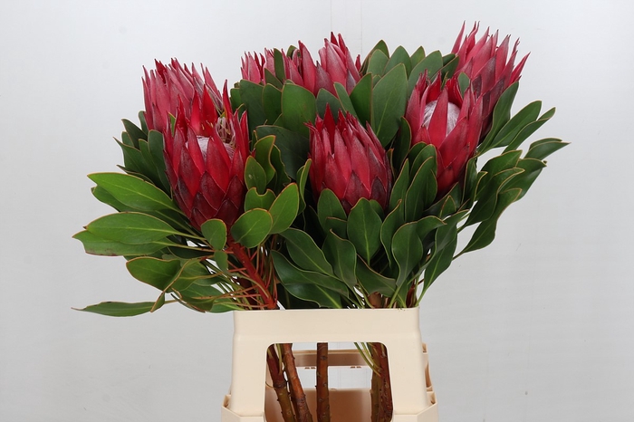 <h4>Protea Cynaroides Madiba</h4>