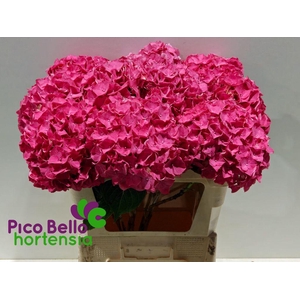 Hydrangea rodeo red