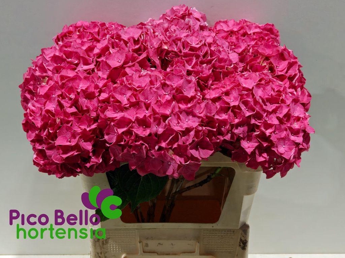 <h4>Hydrangea rodeo red</h4>