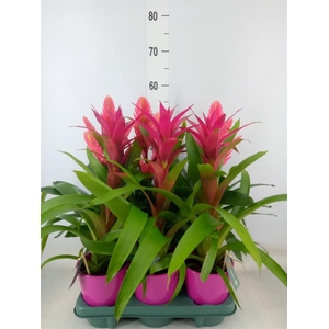 Bromelia   ...mix