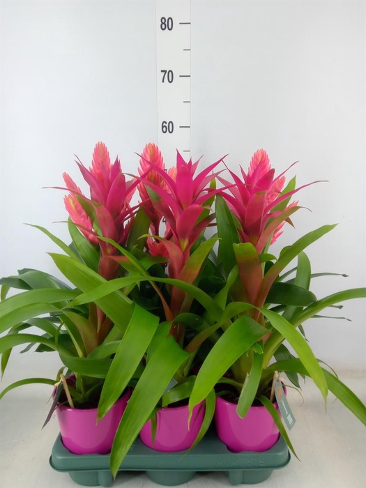 <h4>Bromelia   ...mix</h4>