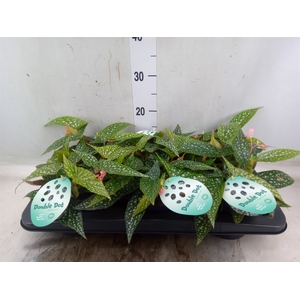 Begonia BD 'Double Dot'