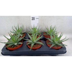 Aloe humilis 'Safari Mara'