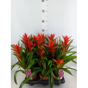 Guzmania   ...