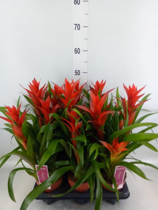 <h4>Guzmania   ...</h4>