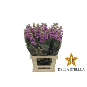 Matth Iron * Premium* Hot Pink