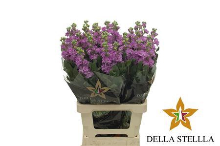 <h4>Matth Iron * Premium* Hot Pink</h4>