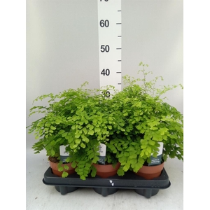 Adiantum raddi. 'Fragrans'
