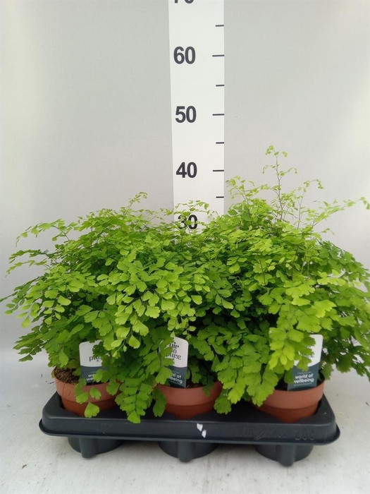 <h4>Adiantum raddi. 'Fragrans'</h4>