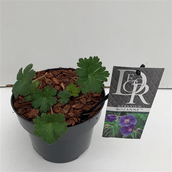 <h4>Geranium 'Rozanne'</h4>