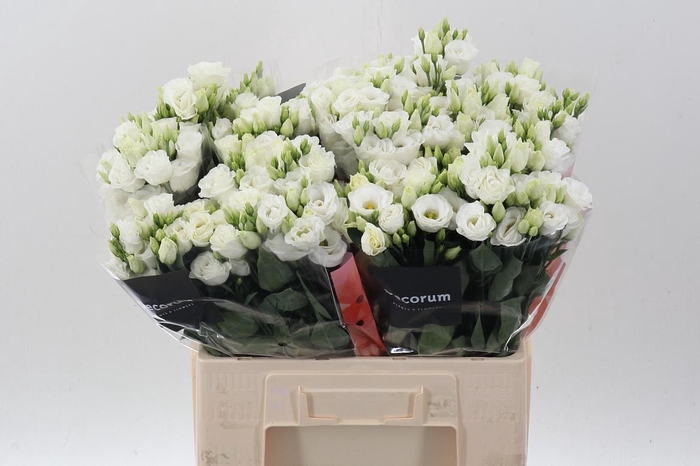 <h4>Eus G Rosi White</h4>