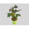 ANTHURIUM BLACK LOVE P09