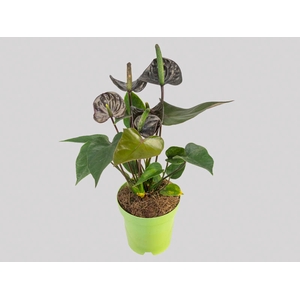 ANTHURIUM BLACK LOVE P09
