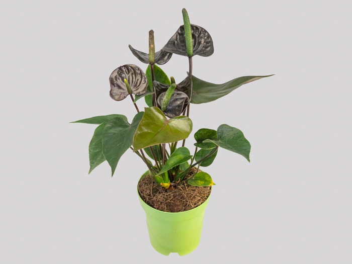 <h4>ANTHURIUM BLACK LOVE P09</h4>