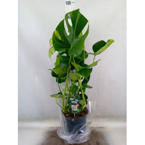 Monstera delic.