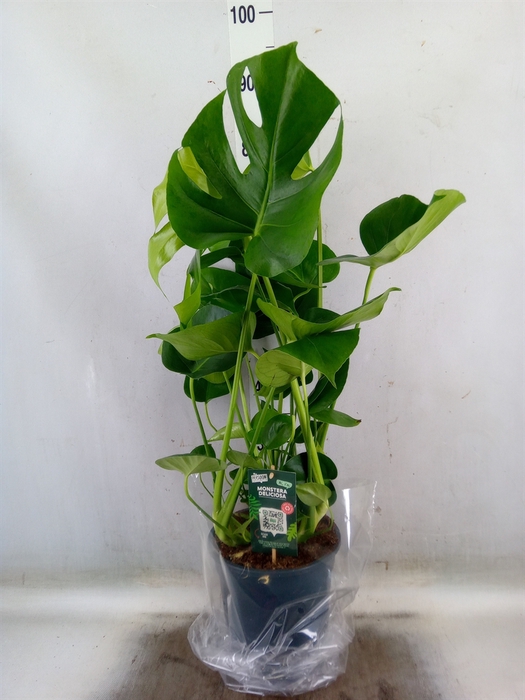 <h4>Monstera delic.</h4>