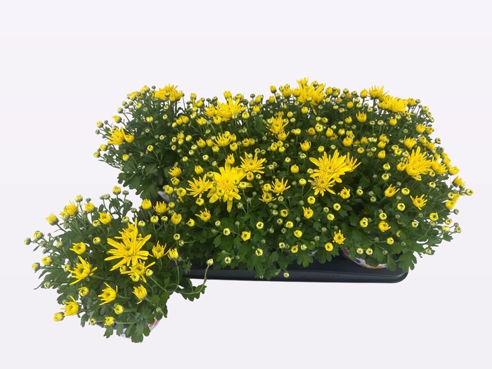 <h4>CHRYS PARAD YELLOW</h4>