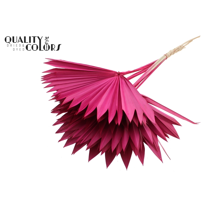 <h4>Sun Spear per stem Cerise</h4>