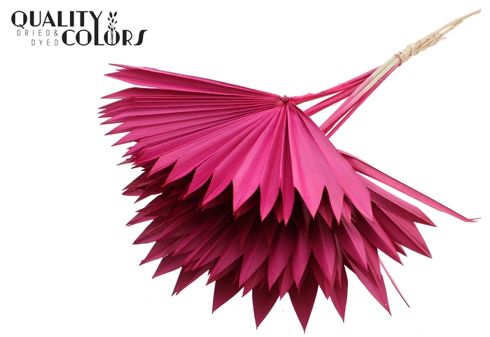 Sun Spear per stem Cerise