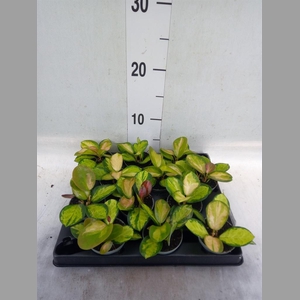 Hoya carnosa 'Tricolor'