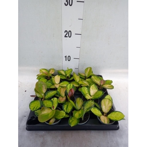 Hoya carnosa 'Tricolor'