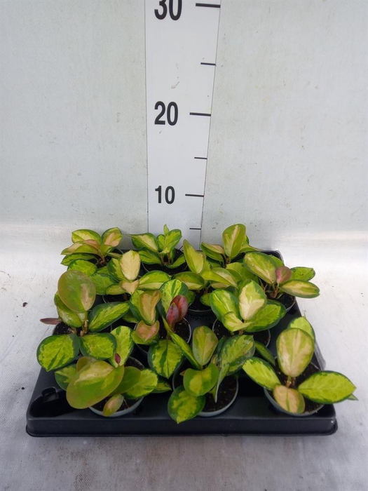 <h4>Hoya carnosa 'Tricolor'</h4>