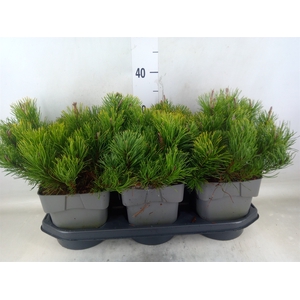 Pinus mugo var. pumilio
