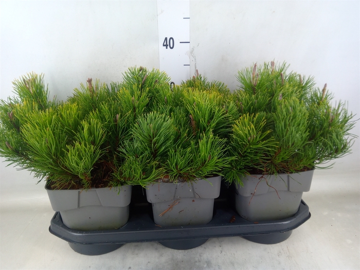 <h4>Pinus mugo var. pumilio</h4>