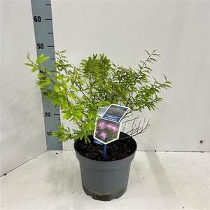 Calliandra surinamensis 'Dixie Pink'