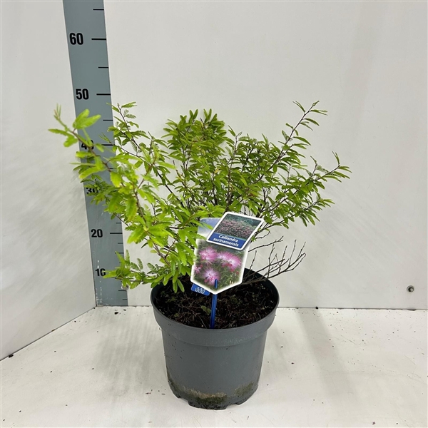 <h4>Calliandra surinamensis 'Dixie Pink'</h4>