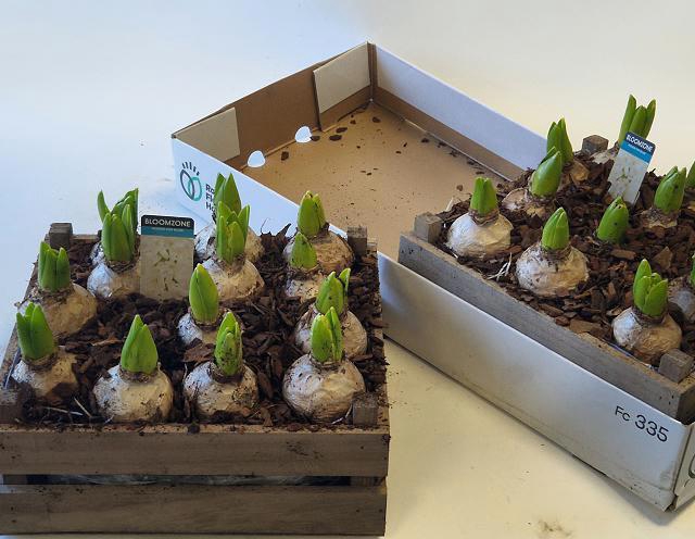 <h4>ARR HYACINTH</h4>