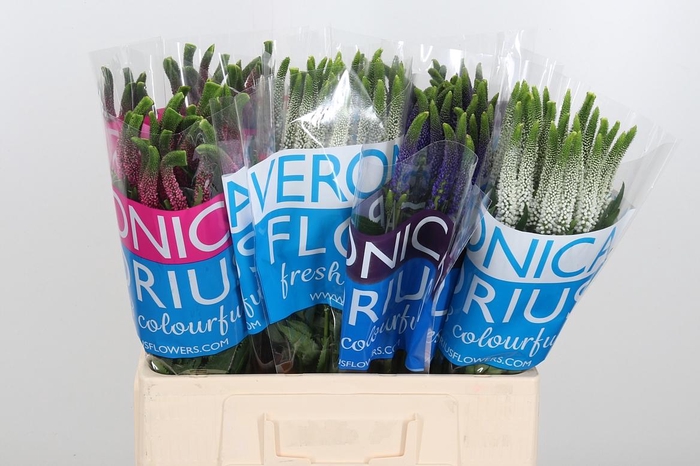 <h4>Veron Smart Gem</h4>