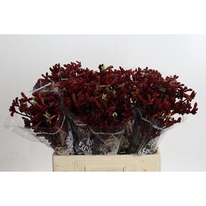 Kangaroo Paw Early Spring