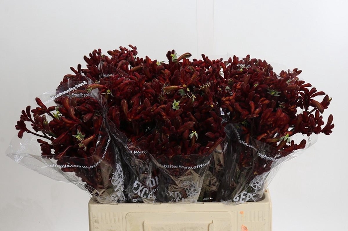 Anigozanthos Early Spring