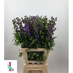 Aconitum Na Pyramidale