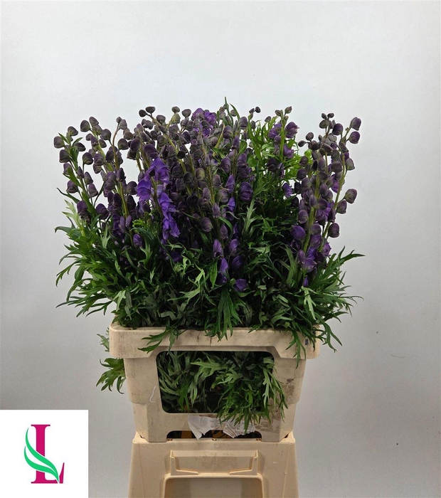 <h4>Aconitum Na Pyramidale</h4>