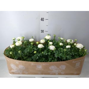 Ranunculus  'Sprinkles White'