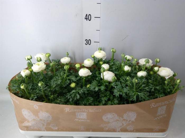 <h4>Ranunculus  'Sprinkles White'</h4>