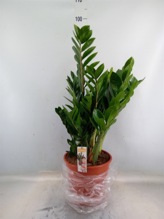 <h4>Zamioculcas zamiifolia</h4>