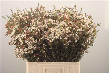 <h4>Chamelaucium Ella</h4>