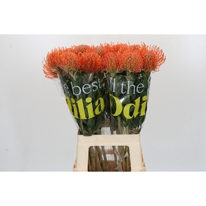 Nutans Ayoba Mandarin Zest
