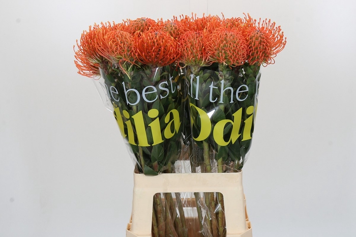 Nutans Ayoba Mandarin Zest