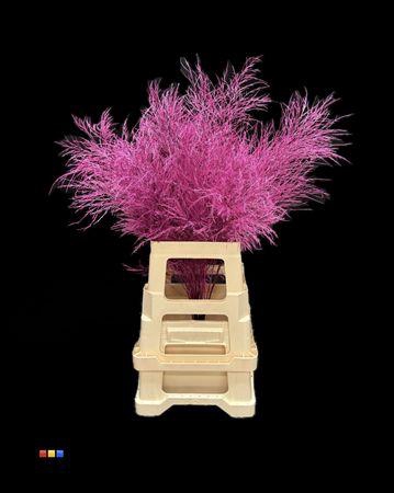 <h4>Treefern Cassis</h4>