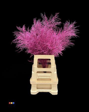 <h4>Treefern Cassis</h4>