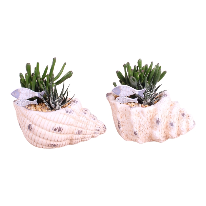 <h4>Opm Maritime Arr. Succulent Ceramic SeaShell Pot M</h4>
