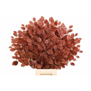 Faggio Preserved Bordeaux (beech,beuk)