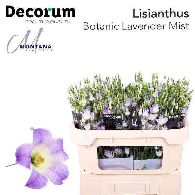 <h4>Eust Botanic Lavender Mistycal Montana</h4>