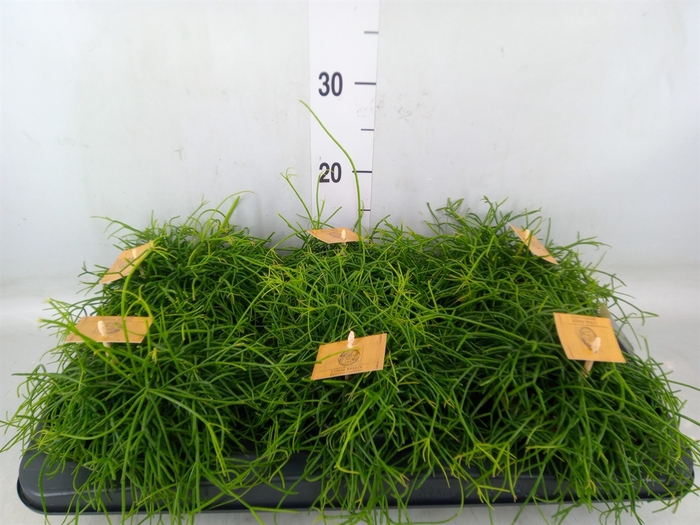 <h4>Rhipsalis   ...</h4>