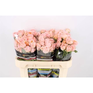 R TR GEORGIA PEACH